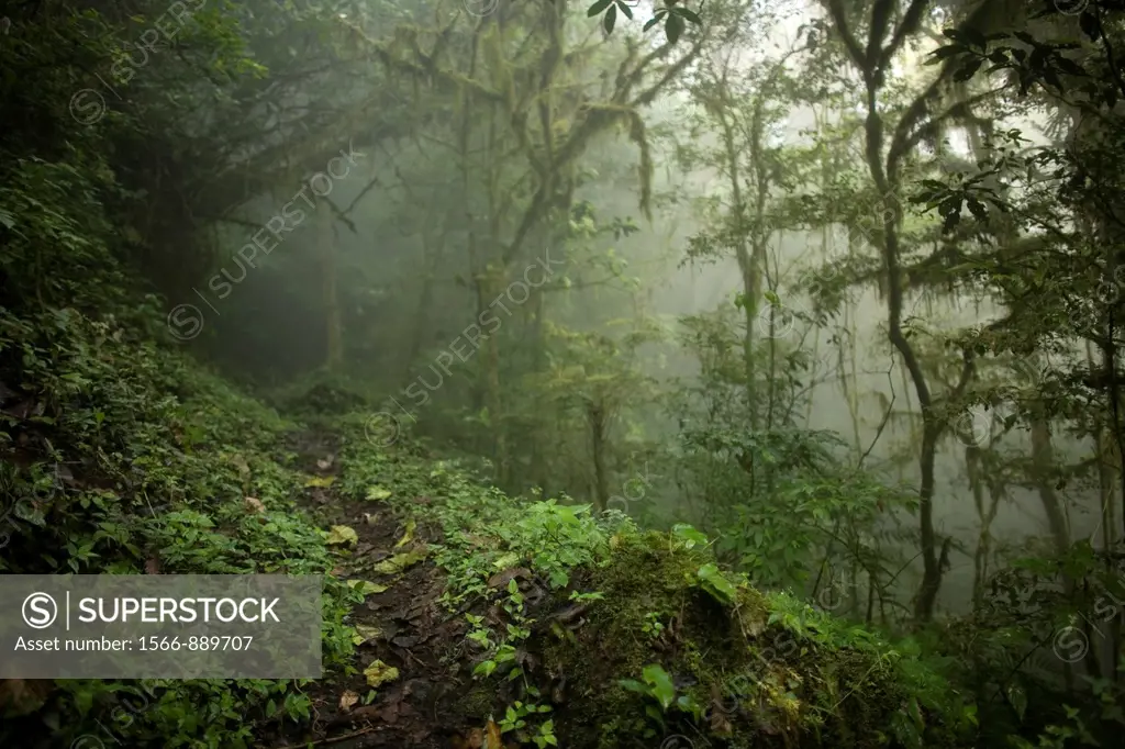 A foot path crosses the cloud forest in El Triunfo Biosphere Reserve in the Sierra Madre mountains, Chiapas state, Mexico  