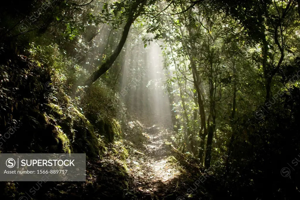 A ray of sun crosses the forest in El Triunfo Biosphere Reserve in the Sierra Madre mountains, Chiapas State, Mexico