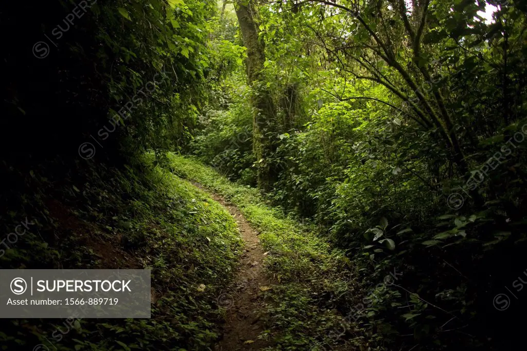 Trail in El Triunfo Biosphere Reserve in the Sierra Madre mountains, Chiapas state, Mexico  