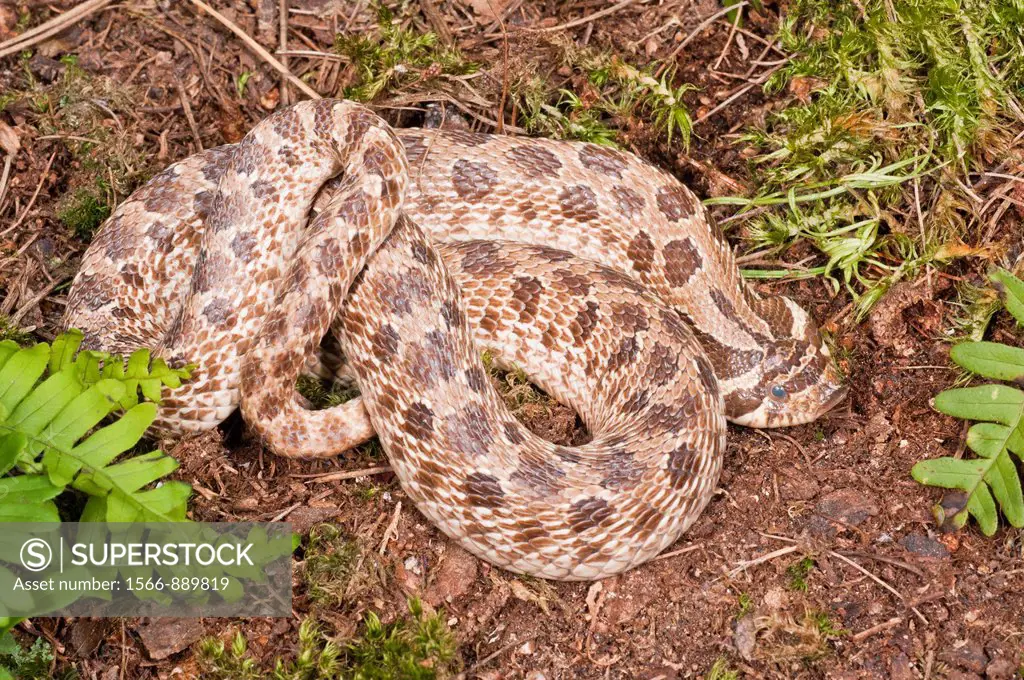 Western hognose snake, Heterodon nasicus nasicus, rear-fanged venomous snake, native to southern Canada, USA, Mexico