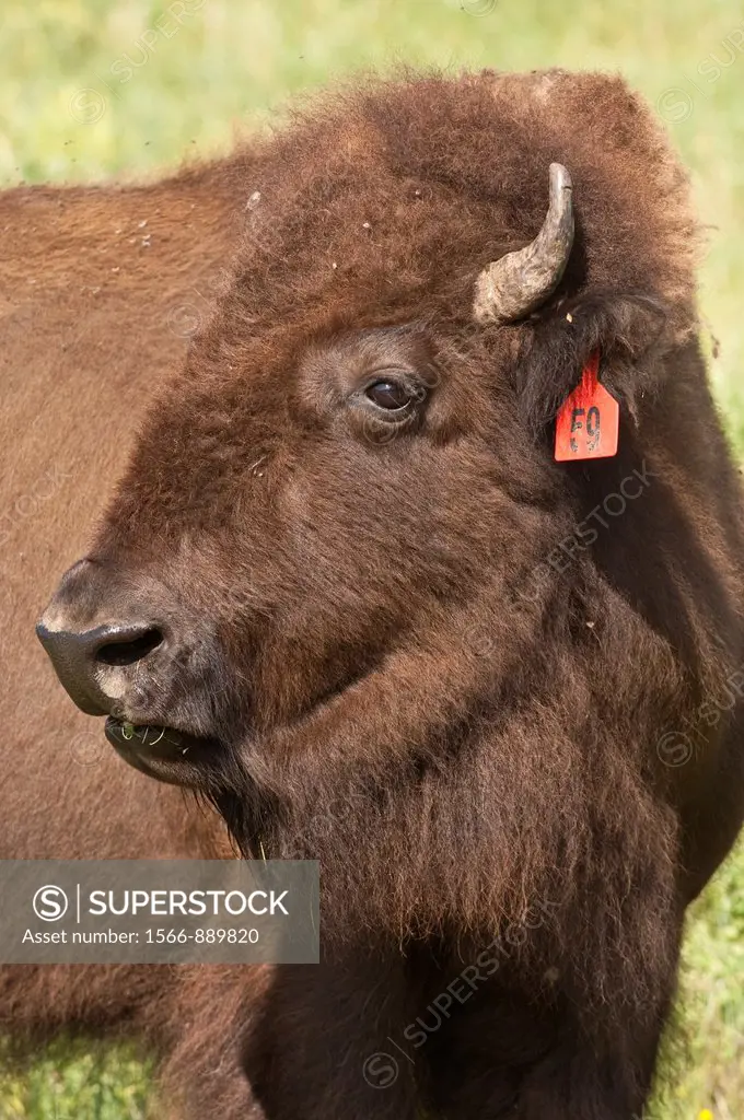 North American plains bison, Bison bison bison, Wind Cave National Park, South Dakota, USA