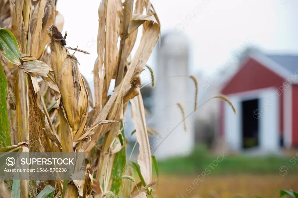 Corn stalks and barn and silo in background Hagerstown Maryland USA