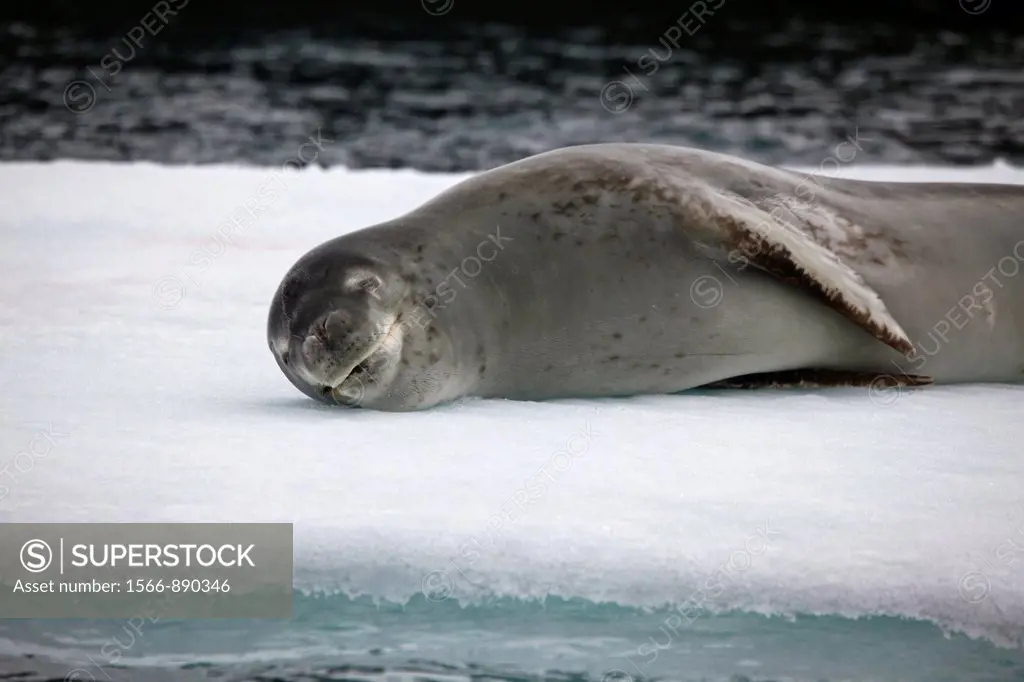 Weddell Seal asleep, Deception Island, South Shetland Islands, Antarctica