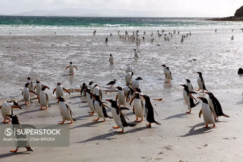 Gentoo Penguin (Pygoscelis papua), Falkland Islands (UK), Antarctica
