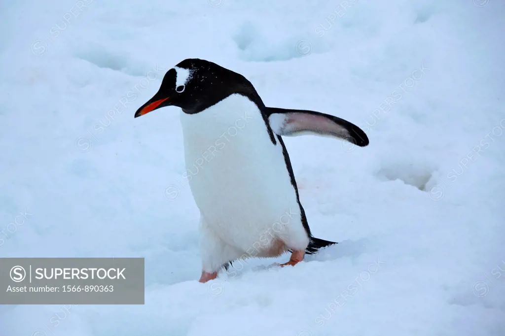 Penguin, Antarctica