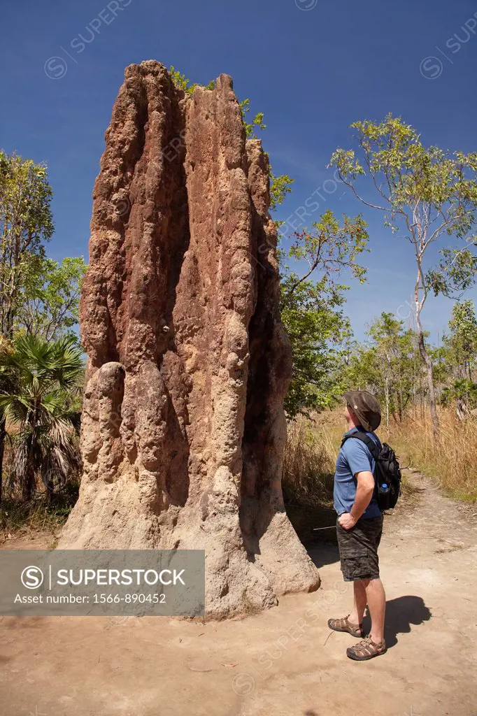 Tourist next to cathedral termite mounds, Litchfield National Park, Northern Territory, Australia