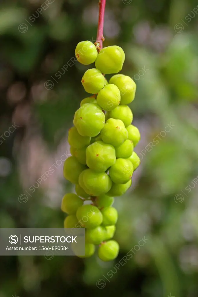 Phyllanthus acidus, Otaheite gooseberry, star gooseberry