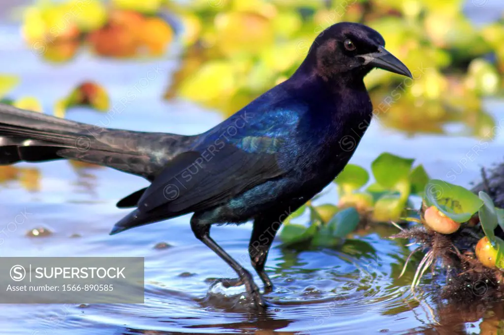 a boat-tailed grackle at myakka river state park florida