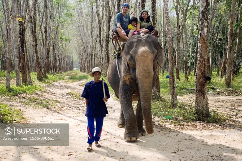 Rubber plantation elephant treking near Bang Pae Phuket Thailand