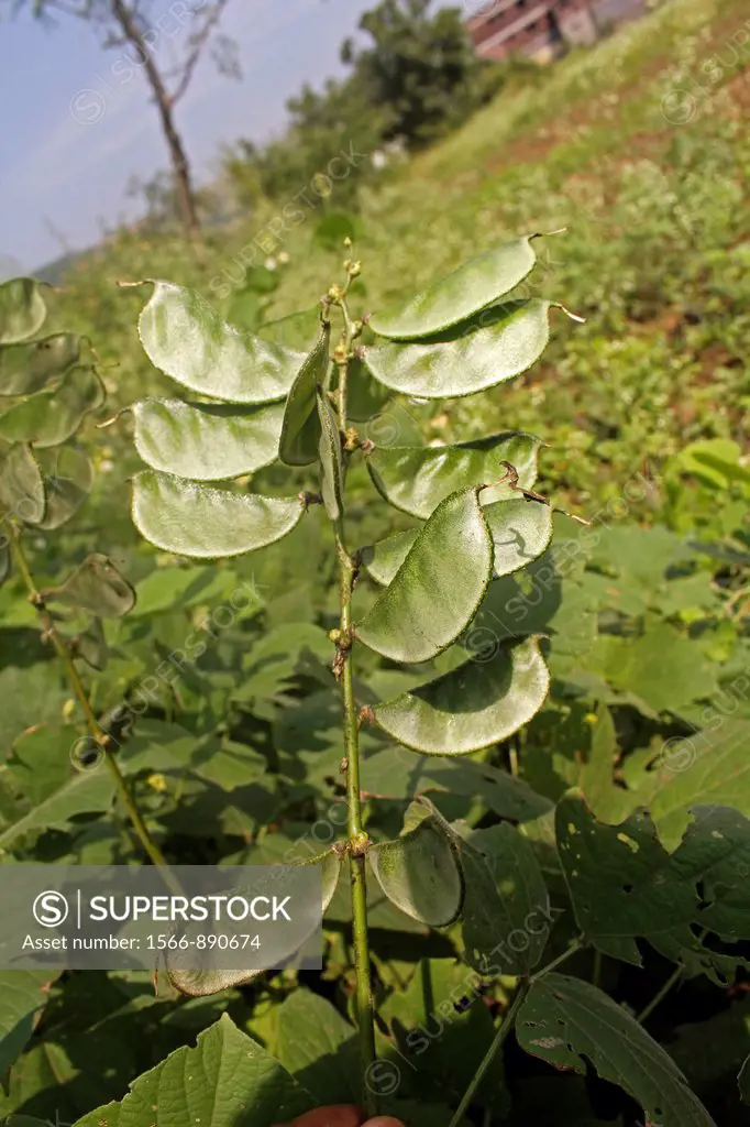 Lablab purpureus L , Pawata, Papilionaceae, Leguminosae, Papilionoideae, Fabaceae