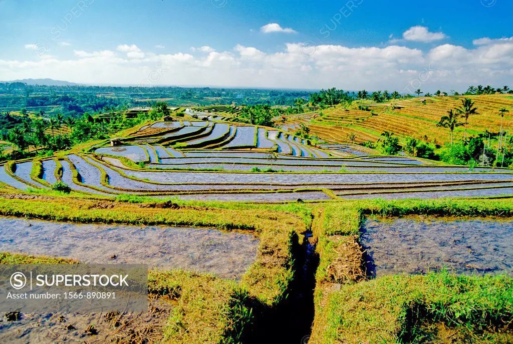 ricefields in central Bali