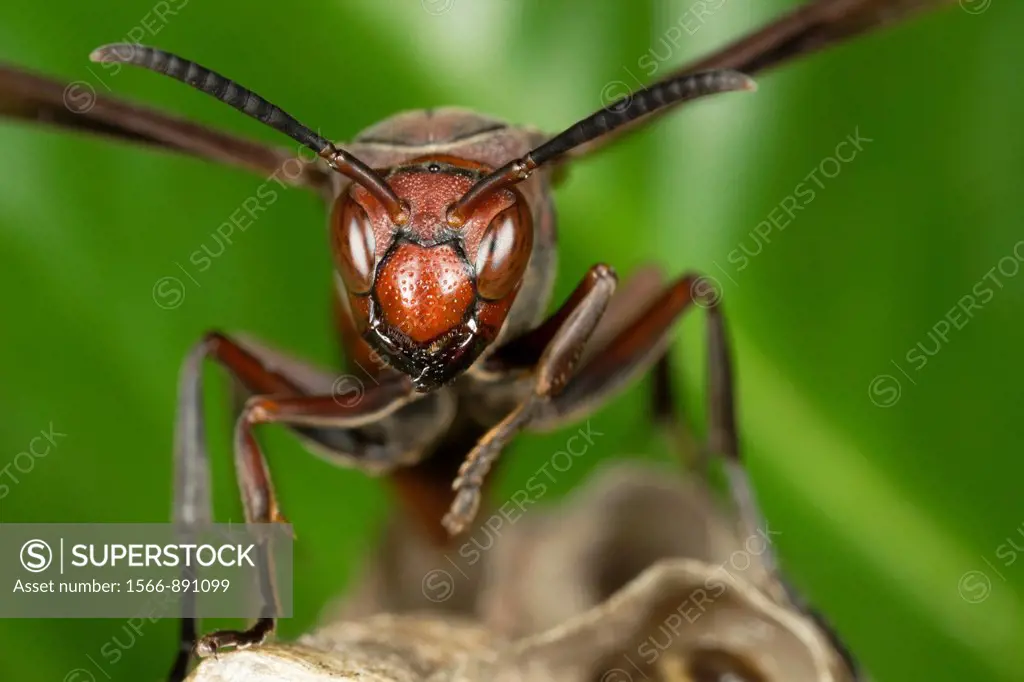 Hornet on its nest