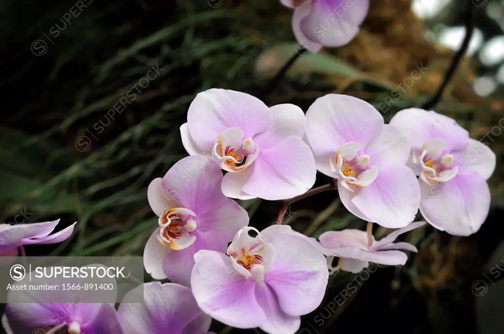 Cluster of Pink and White Moth Orchids