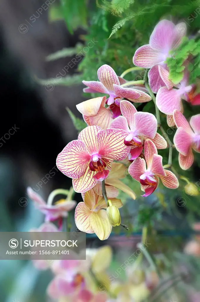 Cluster of Tiger Striped Yellow and Pink Moth Orchids