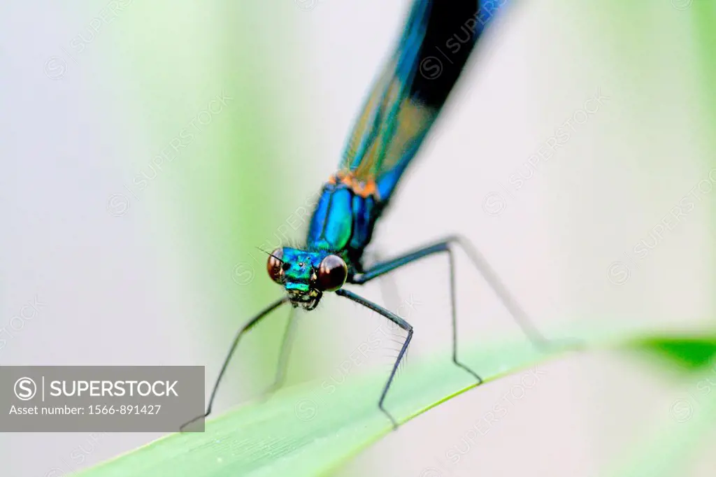 Banded Demoiselle, Calopteryx splendens  Male  Metallic midnight blue