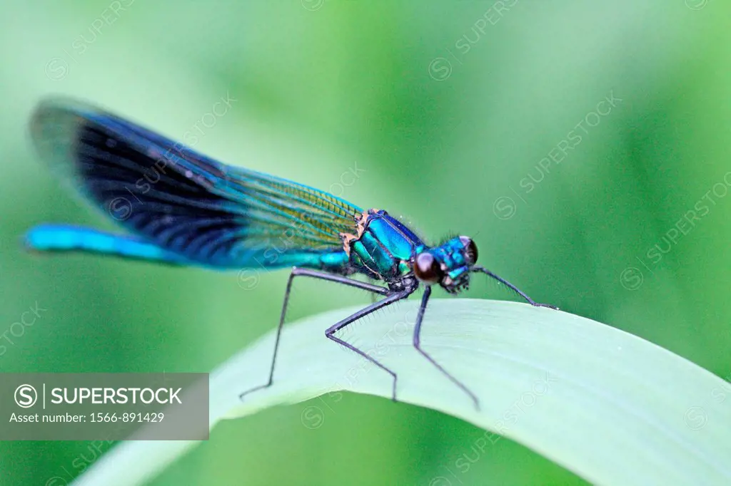 Banded Demoiselle, Calopteryx splendens  Male  Metallic midnight blue