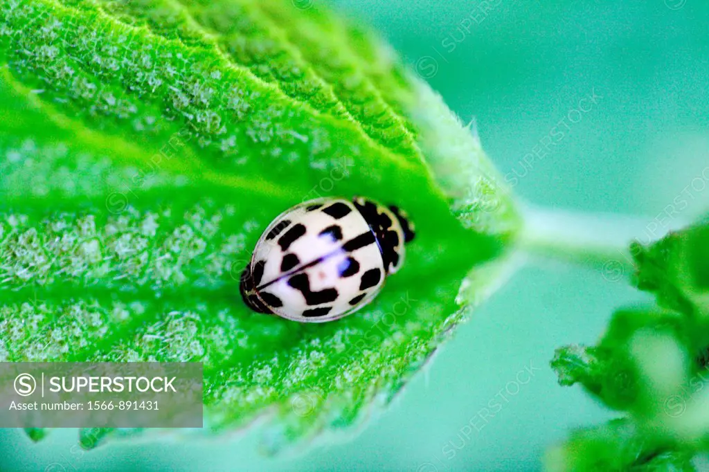 Fourteen-spotted Lady Beetle, Propylea quatuordecimpunctata  Small yellow and black ladybird with fourteen spots  Sometimes the spots on back are fuse...