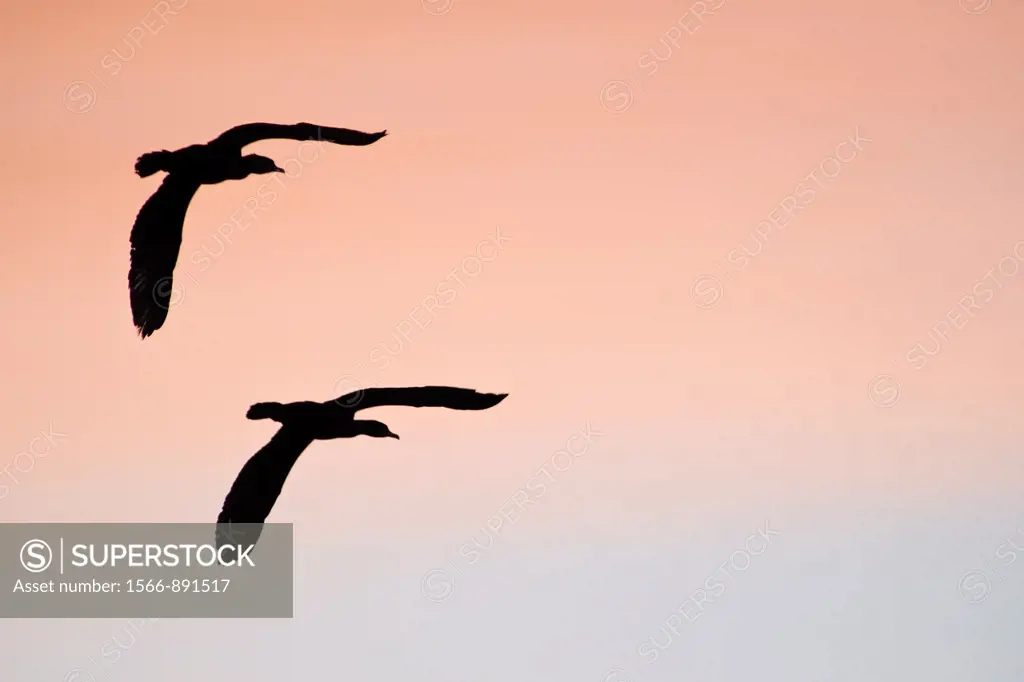 Cormorants - Phalacrocorax cormoranus, Greece