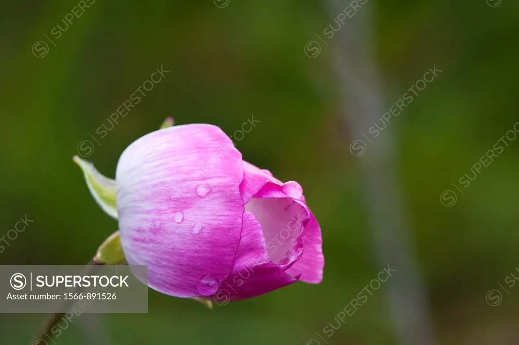 Persian buttercup - Ranunculus asiaticus, Crete