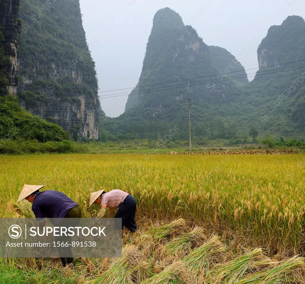Husband and wife hand sickling rice with karst limestone peaks near Yangshuo China