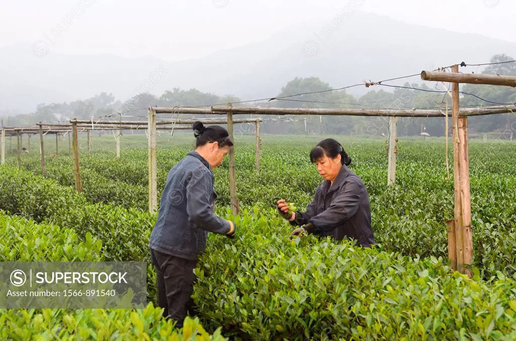 Female workers picking tea leaves at the West Lake plantation in Hangzhou China