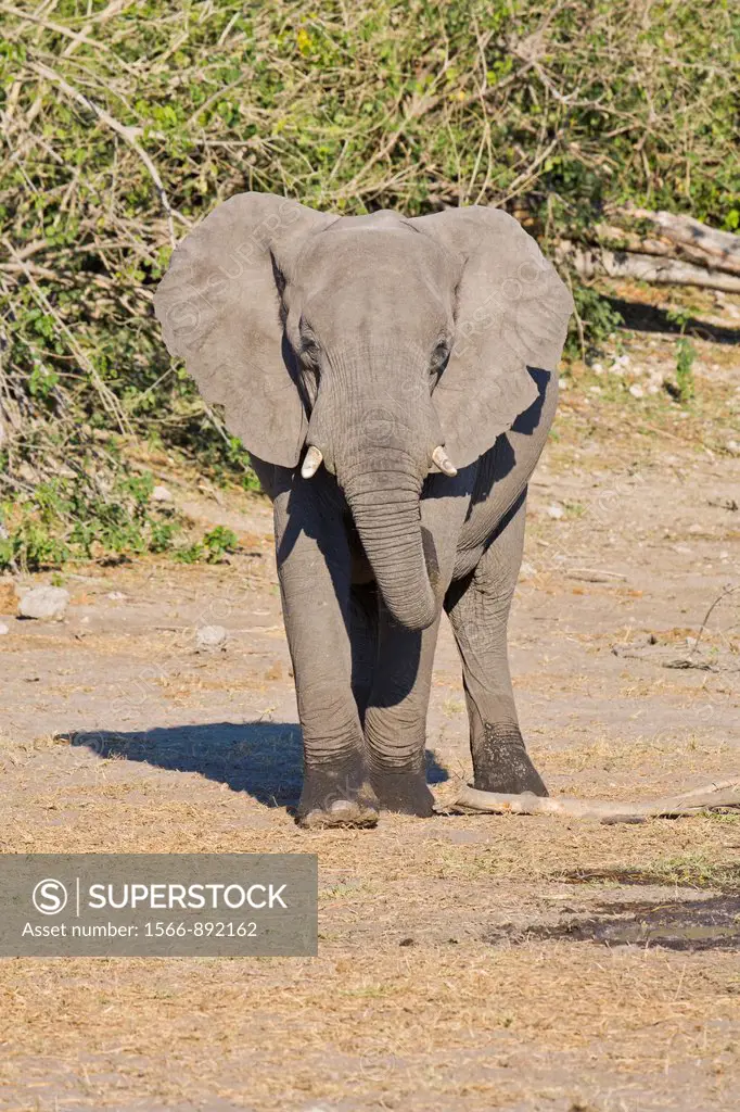An african elephant Loxodonta africana looking at the camera, Botswana, Africa