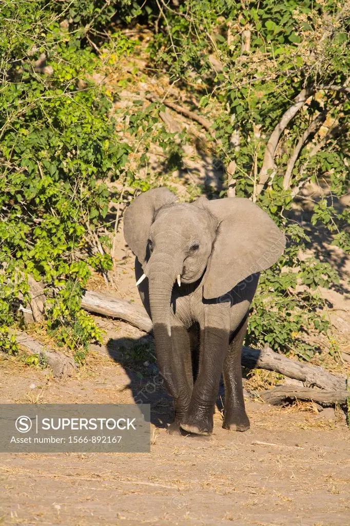 A young african elephant Loxodonta africana looking at the camera, Botswana, Africa