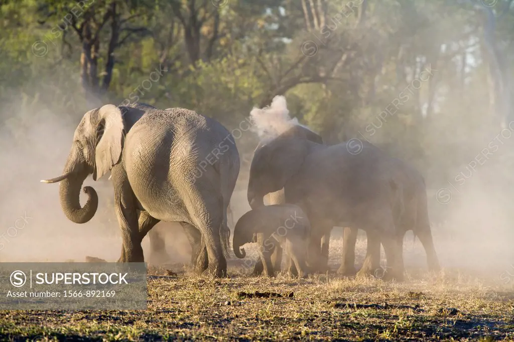 A herd of african elephants Loxodonta africana taking a dust bath, Botswana, Africa