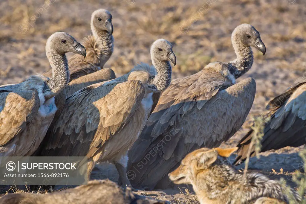 Several white-backed vultures Gyps africanus and a black-backed jackal Canis mesomelas at a kill, Botswana, Africa
