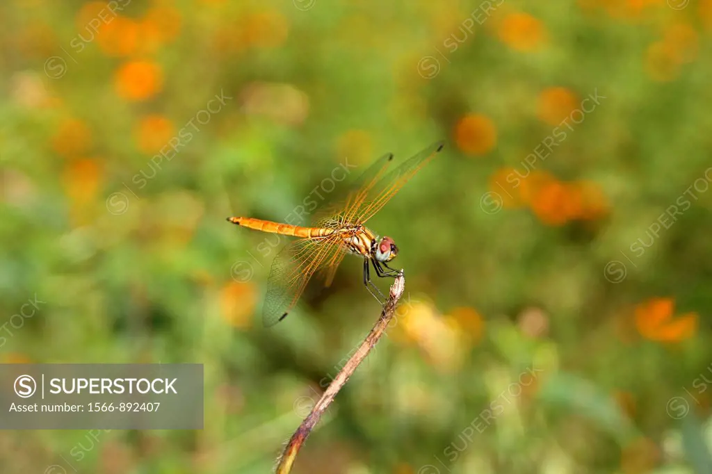Black-tailed Skimmer Dragonfly, Orthetrum cancellatum, Maharashtra, India