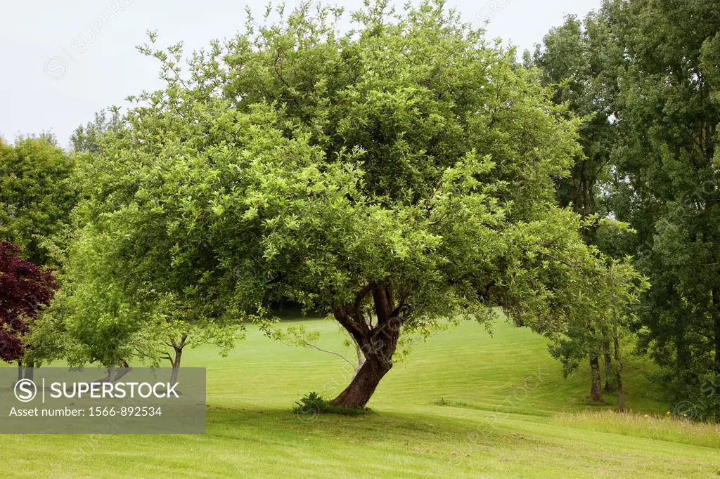 Apple tree Malus domestica, Royal Golf Club of San Sebastian, Hondarribia, Guipuzcoa, Basque Country, Spain.