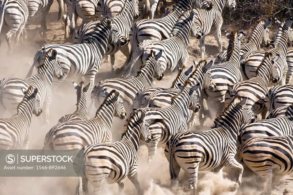 A herd of Burchell´s zebras Equus burchelli running away from a waterhole in the dry riverbed of the Boteti River, Botswana, Africa