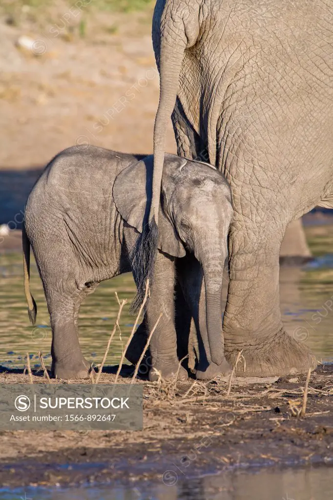 A baby elephant Loxodonta africana at a waterhole in Botswana, Africa