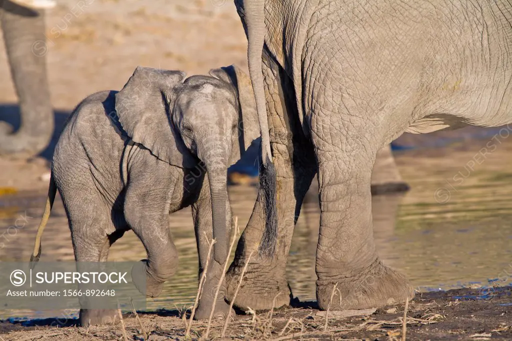A baby elephant Loxodonta africana at a waterhole in Botswana, Africa
