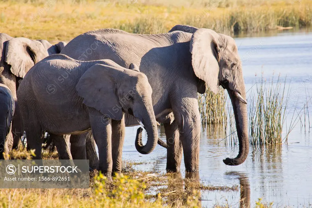 A herd of african elephants Loxodonta africana drinking at a waterhole in Botswana, Africa