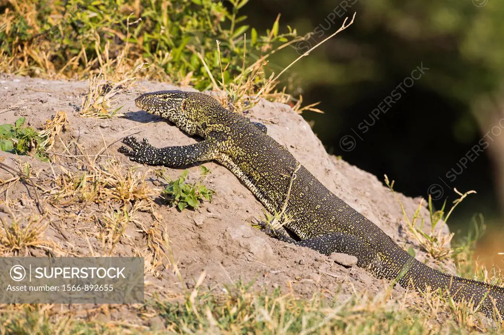 A Nile Monitor Lizard Varanus niloticus enjoying the sun, Botswana, Africa