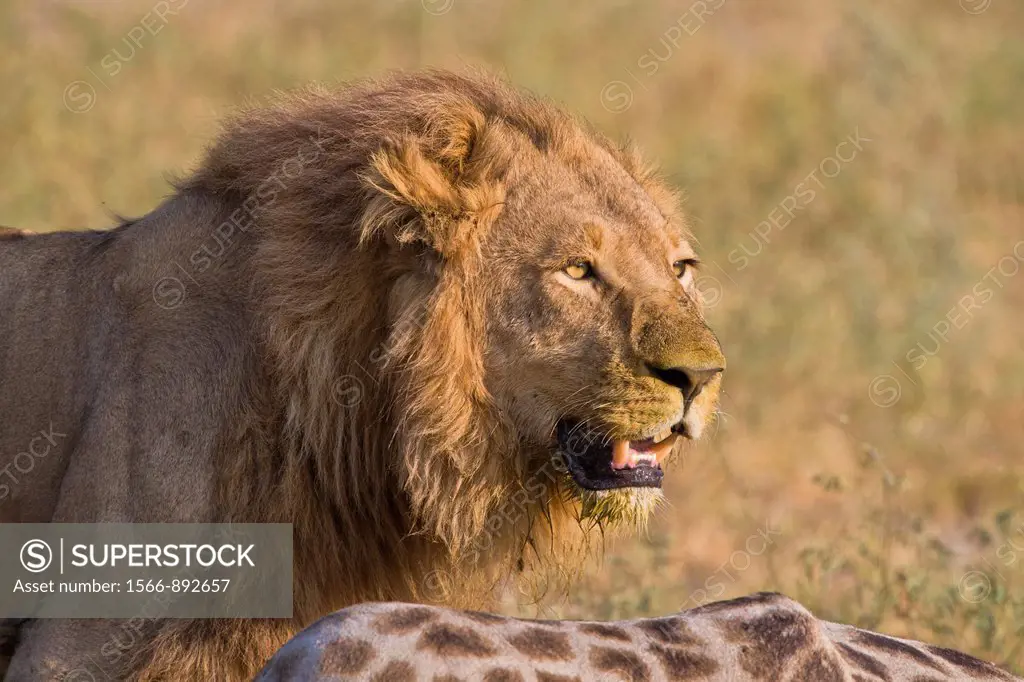 Portrait of a male lion Panthera leo at a giraffe kill in the Okavango Delta, Botswana, Africa
