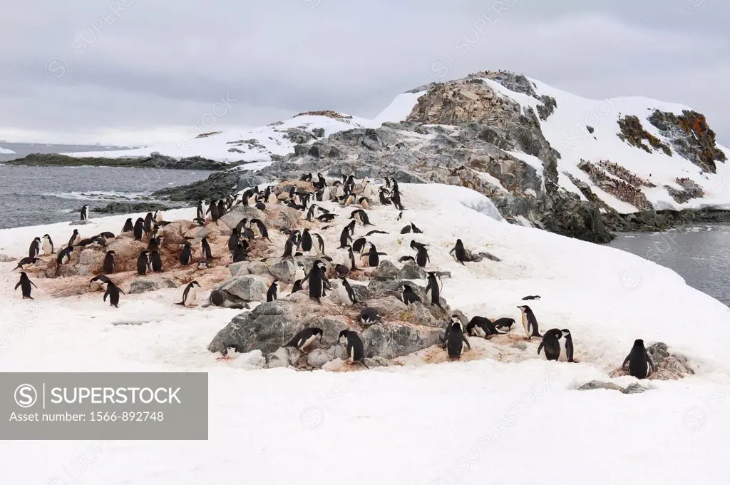 Chinstrap penguin Pygoscelis Antarctica rookery, Hydrurga rocks, Antarctic Peninsula