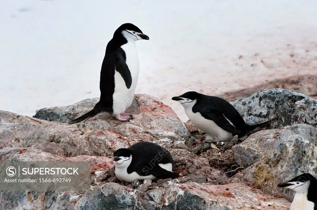 Nesting chinstrap penguins Pygoscelis Antarctica, Hydrurga rocks, Antarctic Peninsula