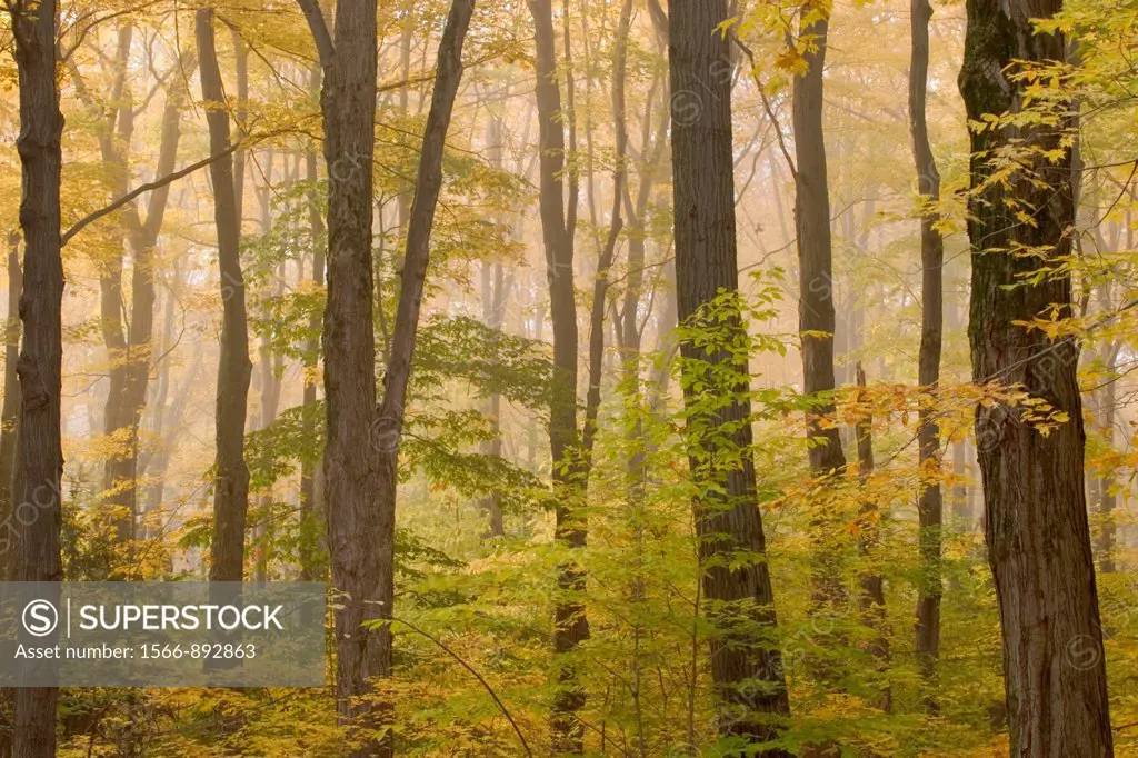 Fog in fall woods in Chestnut Ridge Park in Western New York State