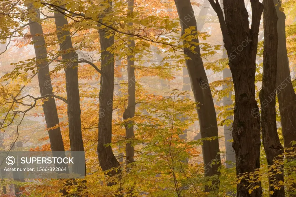 Fog in fall woods in Chestnut Ridge Park in Western New York State