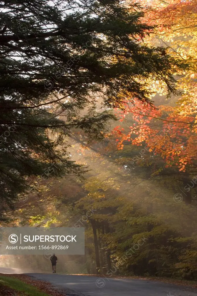 Lone person walking on road in backlit fog in fall colored trees in Chestnut Ridge Park in Western New York State