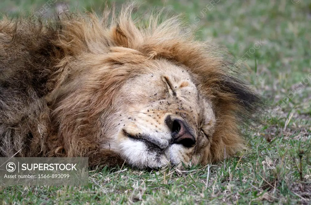 Male lion Panthera leo resting  Maasai Mara National Park, Kenya, East Africa