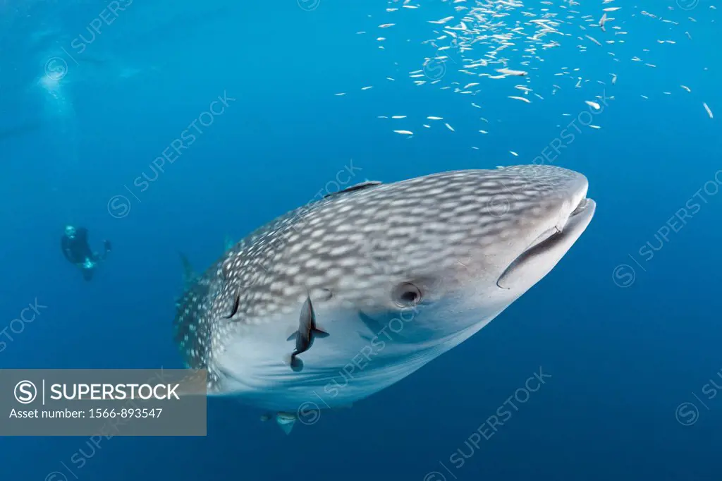 Whale Shark and Scuba Diver, Rhincodon typus, Cenderawasih Bay, West Papua, Indonesia