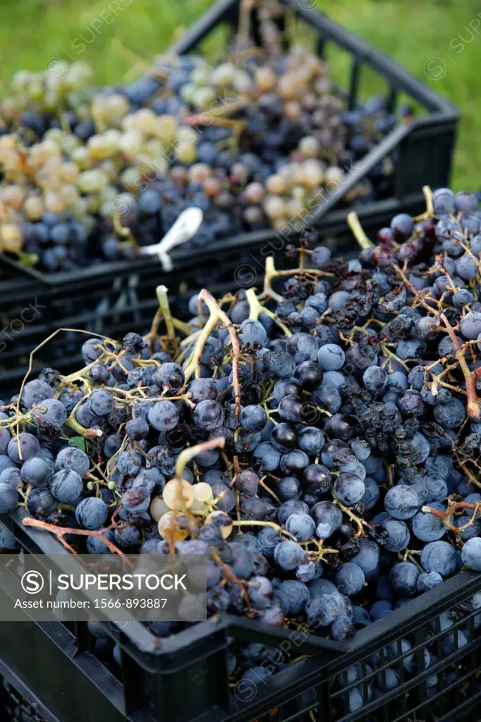 Grape harvest near Urzuley in the Gennargentu region, Sardinia, Italy