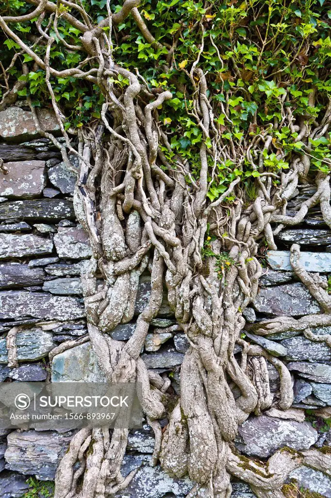Close up of ivy roots, Ireland, Europe