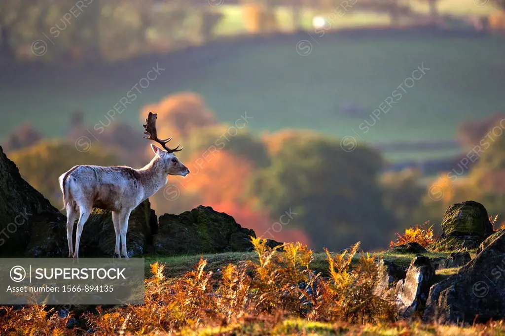 The Fallow Deer (Dama Dama), Bradgate Park, Charnwood forest, Newtown Limford, Leicestershire, England, Europe