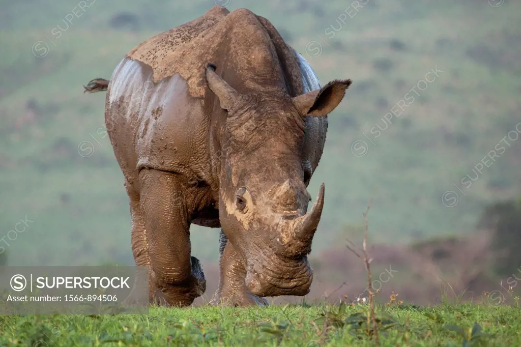White Rhinoceros Charge Ceratotherium simum Hluhluwe-Imfolozi Game Reserve, Kwazulu-Natal, South Africa.