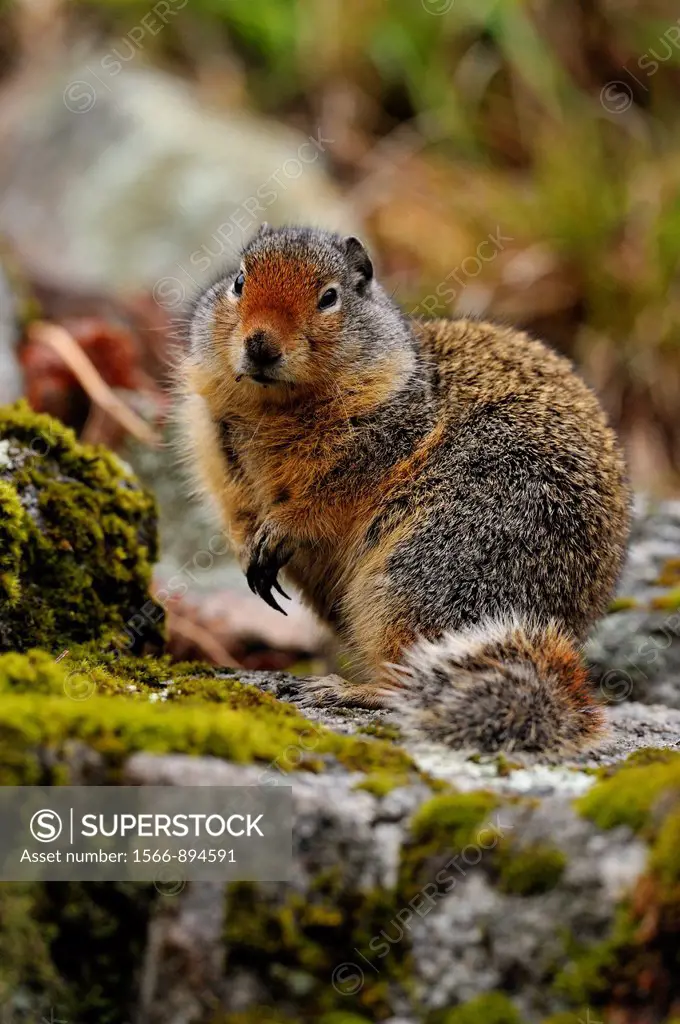 Columbia Ground Squirrel Urocitellus columbianus Clearwater National Forest Idaho