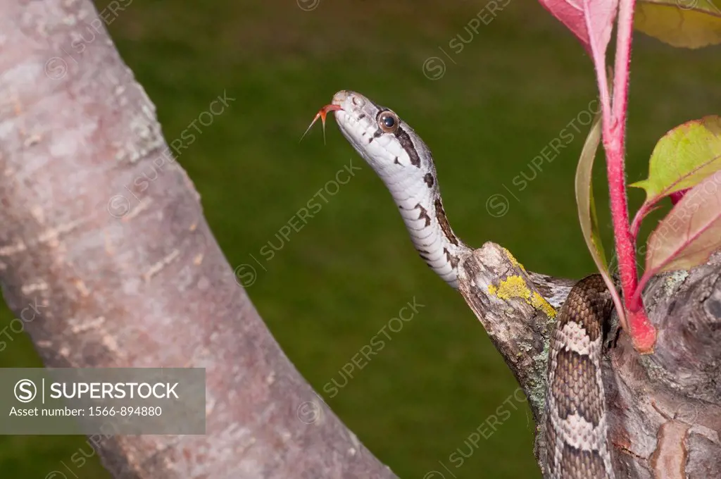 Texas rat snake, Elaphe obsoleta lindheimeri, native to Texas, Louisiana, Arkansas and Oklahoma